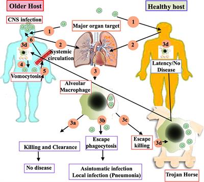 The emerging links between immunosenescence in innate immune system and neurocryptococcosis